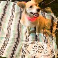 Cute dog on faith mexican blanket